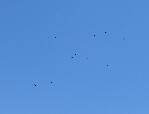 GDMBR: A Murder of Crows was riding a thermal rise.